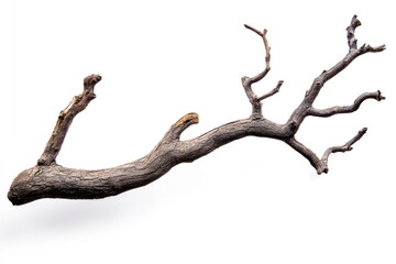 A Dry branch of dead tree with cracked dark bark background isolated white.