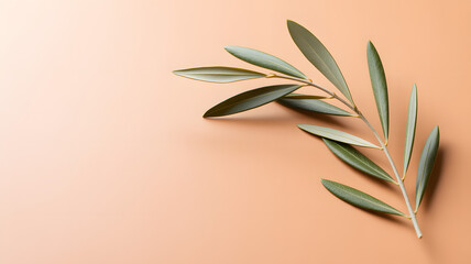 Obraz premium Olive Branch Serenity: A delicate olive branch gracefully poised, with sleek leaves casting subtle shadows, embodying peace and natural beauty.