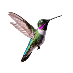 Fototapeta premium Costas hummingbird in flight isolated on transparent background, wings spread wide