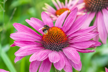 A closeup shot of a bee collecting pollen on a purple echinacea flower