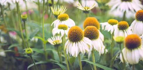 Echinacea Sonnenhut Sommerblumen in weiß gelb Hintergrund Blumenwiese