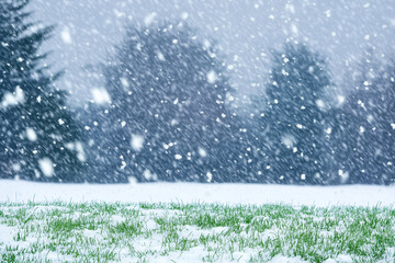 Snowfall covering fresh green grass, symbolizing an unexpected weather shift or unseasonal climate event.