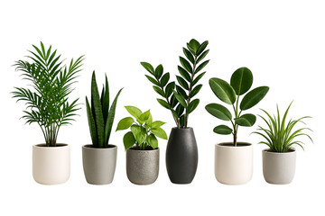 Obraz premium Collection of six potted houseplants isolated on transparent background