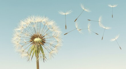 Dandelion seed heads in flight