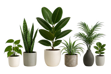 Obraz premium Collection of various potted houseplants isolated on transparent background