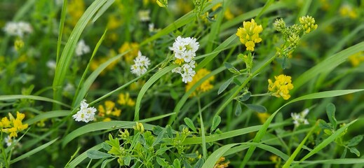 Łaka kwiatowa, pastwisko