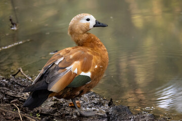 Orange duck sitting on the ground by a waterbody. Wildlife scene, vibrant colors, tranquil setting, nature photography, bird close-up.