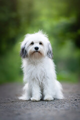 dog breed-ODIS. Portrait of a small white dog. ODIS, registered breed in Ukraine