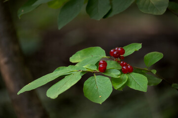 Diverse sunlit plants growing in a forest setting. Rich vegetation, mixed foliage, botanical variety, dappled sunlight, woodland flora.