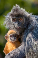Dusky Leaf Monkey with Baby