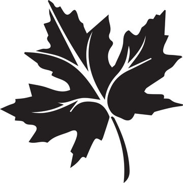 Oriental plane chinar leaf vector icon black and white
