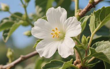 white flowers of a tree