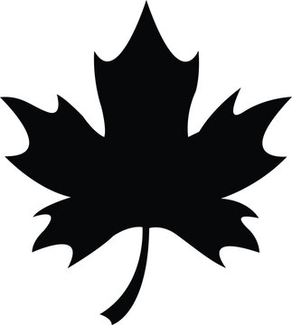 Oriental plane chinar leaf vector icon black and white
