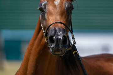 Arabian Elegance: Portrait of a Noble Show Horse