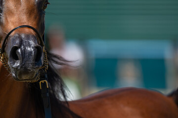 Arabian Elegance: Portrait of a Noble Show Horse