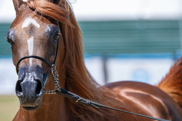 Texture and Tack: An Intimate Portrait of a Chestnut Arabian