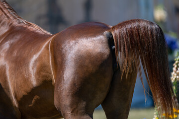 Peak Condition: Muscular Hindquarters of a Show Horse