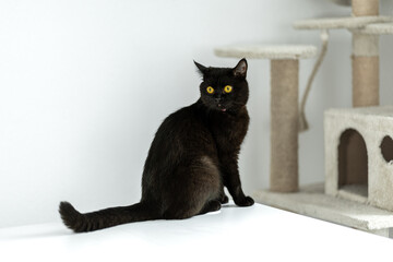 Black cat sitting on a white table in a modern home, gazing curiously at its surroundings in soft...