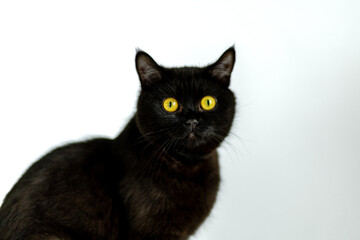 Black cat with striking yellow eyes sitting calmly against a light background in a cozy indoor setting