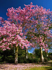 Blooming Pink Silk Floss Trees in Spring