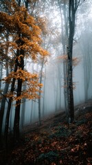 Obraz premium Mystical autumn forest scene shrouded in a dense fog, with towering trees displaying golden-hued foliage and creating an atmosphere of tranquility.
