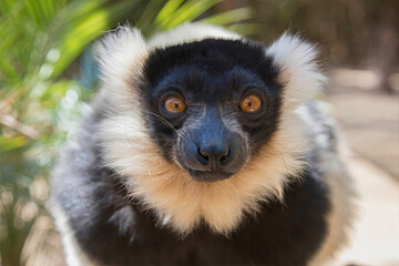 Black-and-White Ruffed Lemur in Daylight