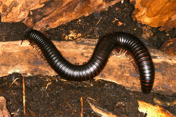 Black Millipede Crawling Over Bark
