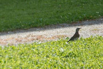Fieldfare (Turdus pilaris) sitting on grass in Rougemont, Switzerland