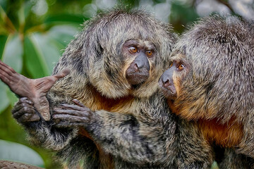 Saki Monkeys Touching Heads in Gentle Moment