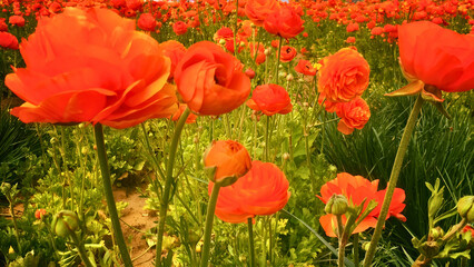 Obraz premium Red Poppies Blooming in Sunny Garden