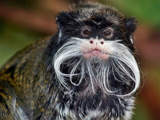 Emperor Tamarin with Long White Mustache