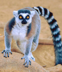 Ring-Tailed Lemur Walking on Sand
