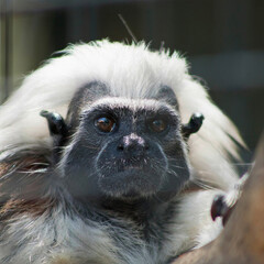 Cotton-Top Tamarin Close-Up Portrait