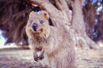 Smiling quokka close-up portrait