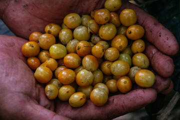 Male farmer harvesting on his coffee plantation