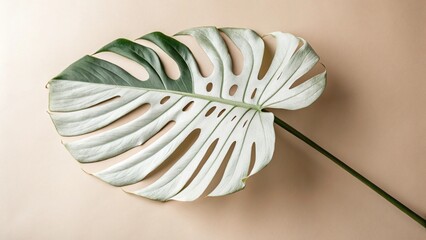 shell on a white background