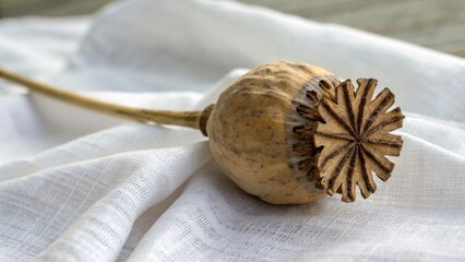 poppy seed head