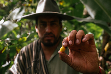 Male farmer harvesting on his coffee plantation