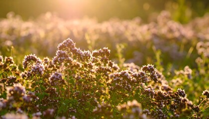 Obraz premium Field of oregano at sunset