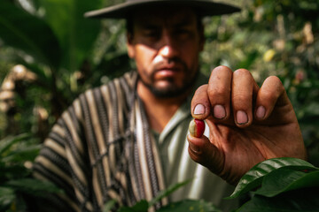 Male farmer harvesting on his coffee plantation