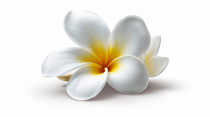 Fototapeta premium Close up of white plumeria flower with yellow center on white background