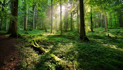 a serene forest scene with fresh greenery and sunlight filtering through the dense canopy