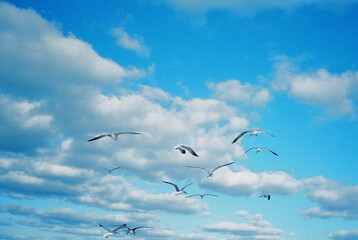 Fototapeta premium Seagulls soaring across a bright sky with scattered clouds.