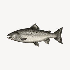 Vintage fish illustration art
