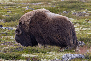 Musk Ox in the Yukon, Canada.