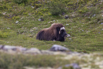 Musk Ox in the Yukon, Canada.
