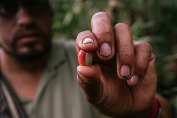 Male farmer harvesting on his coffee plantation