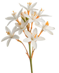 Obraz premium Delicate white neroli flowers with orange stems on transparent background