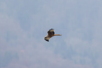 Common buzzard flying and looking to the ground for prey