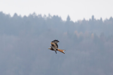 Common buzzard flying and looking to the ground for prey